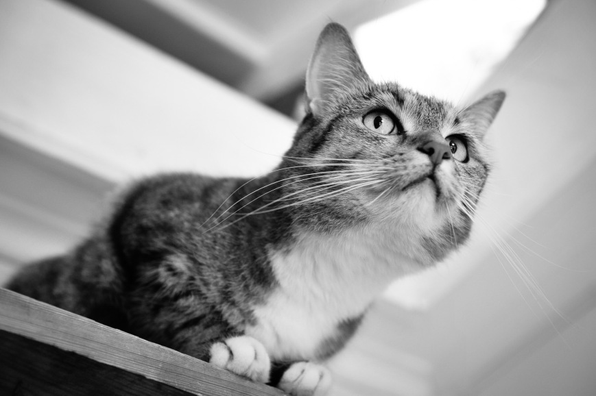 Katten Milou Vittass, så älskad