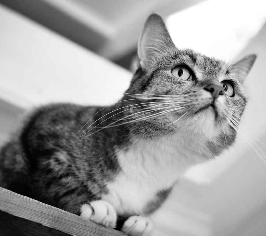 Katten Milou Vittass, så älskad
