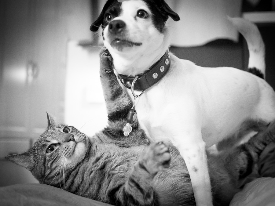 Hunden Disa och katten Findus ertappas i sin brottningsmatch.